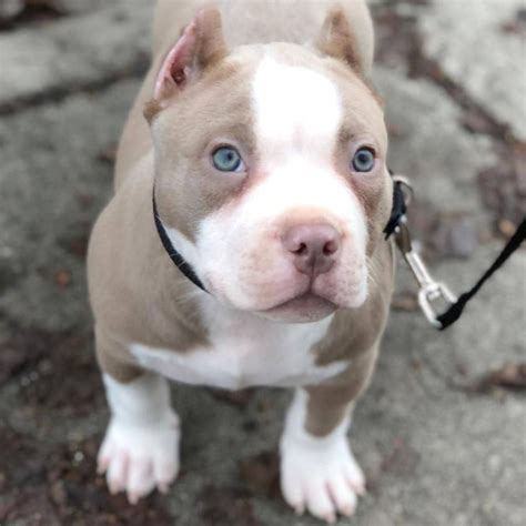 TRAINING NO. . Pit bull puppy for sale